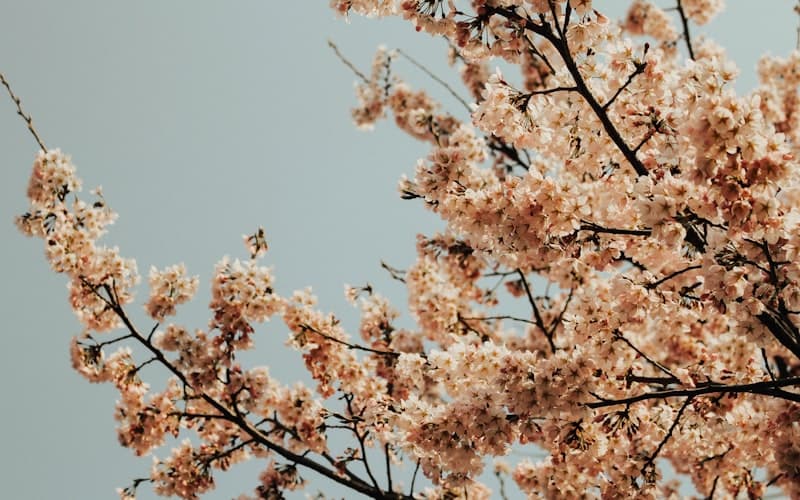 Cherry Blossoms in Seoul: Best Spots for Student Groups